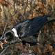 Image for article titled 10 Weapons That Animals Use